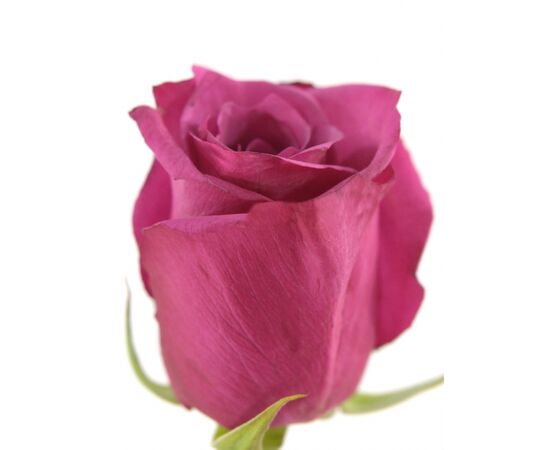 Троянда Gr Shogun L70, Модель: 0 | Доставка квітів Шарм24