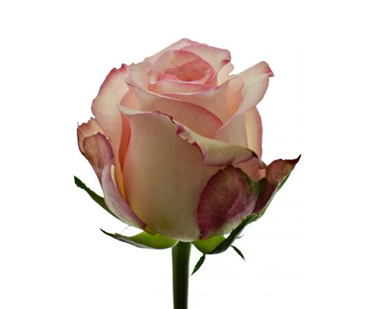 Роза Gr Tormenta L50, Модель: 0 | Доставка цветов Шарм24