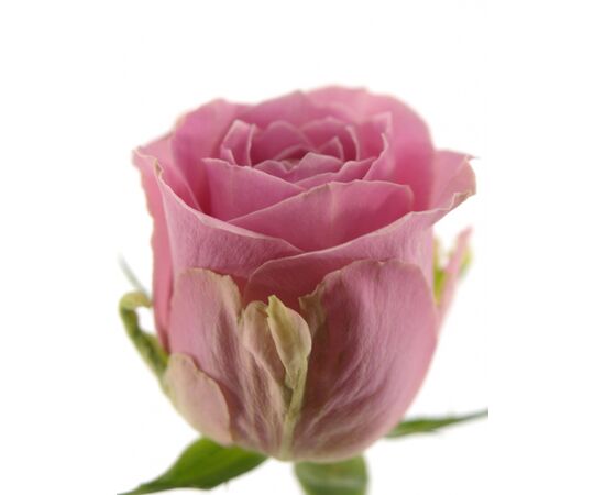 Троянда Gr Wham L60, Модель: 0 | Доставка квітів Шарм24