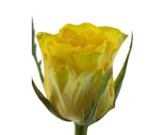 Троянда Kl Viva L50, Модель: 0 | Доставка квітів Шарм24