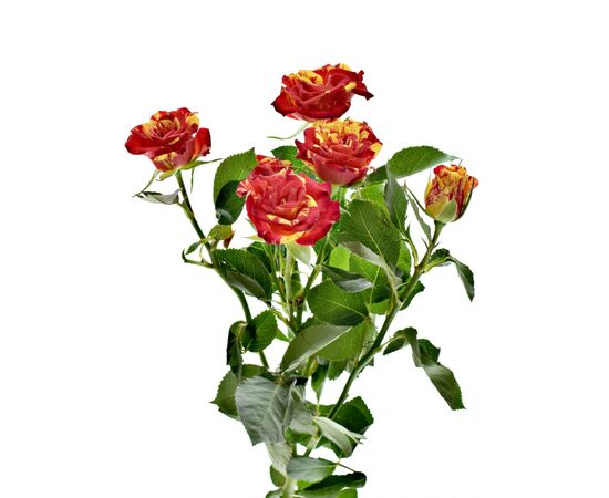 Роза Tr Fire Flash L60, Модель: 0 | Доставка цветов Шарм24
