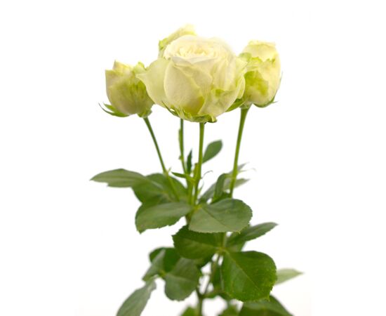 Троянда Tr Miss Bombastic L70, Модель: 0 | Доставка квітів Шарм24