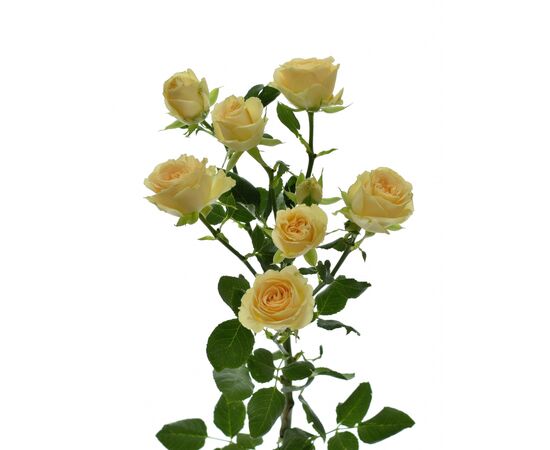 Троянда Tr Salinero 50см, Модель: 0 | Доставка квітів Шарм24