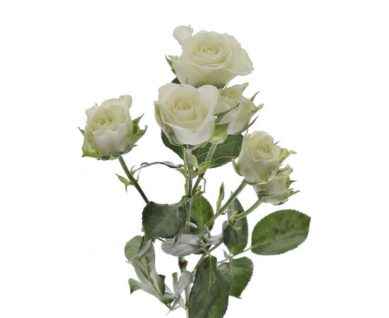 Троянда Tr Snowflake L70, Модель: 0 | Доставка квітів Шарм24