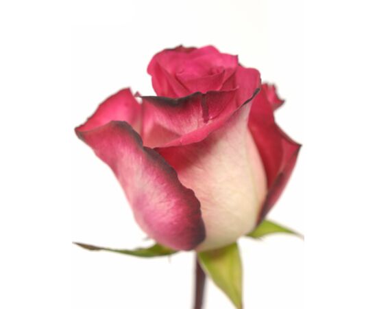 Троянда Gr Double Fashion L7, Модель: 0 | Доставка квітів Шарм24