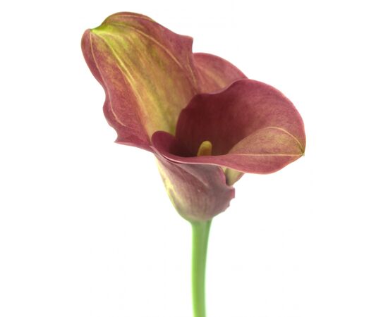 Калла Zantedeschia Captain Romance, Модель: 0 | Доставка квітів Шарм24