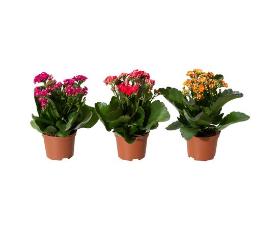 Каланхоэ kalanchoe Mix Tisento d12 L25, Модель: 0 | Доставка цветов Шарм24