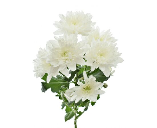 Хризантема Tr Baltica White Zentoo L70, Модель: 0 | Доставка квітів Шарм24