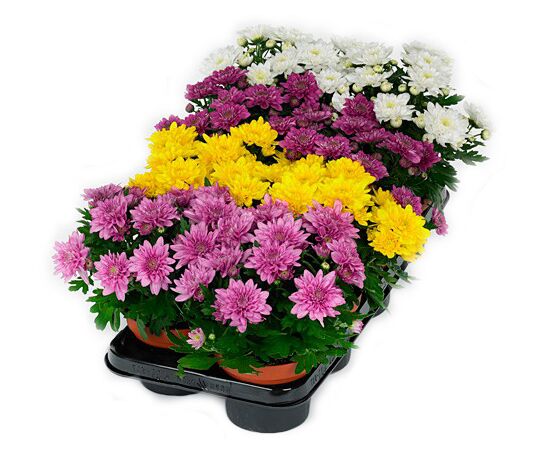 Хризантема Garden Mum Mix d15 L22, Модель: 0 | Доставка квітів Шарм24
