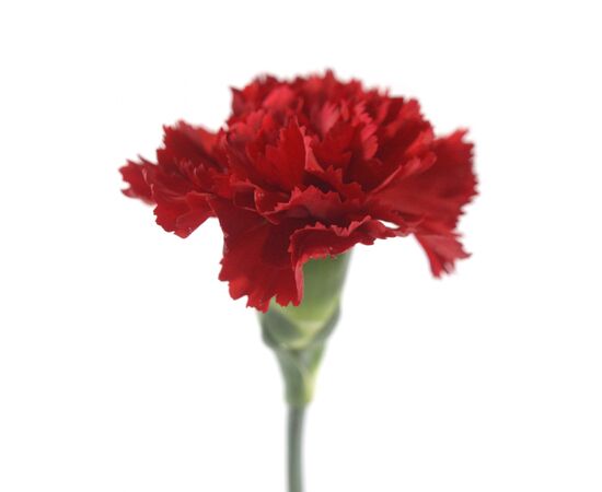 Гвоздика червона 55 см, Модель: 0 | Доставка квітів Шарм24