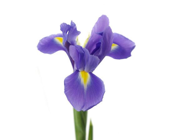 Ірис G Blue Magic L60, Модель: 0 | Доставка квітів Шарм24