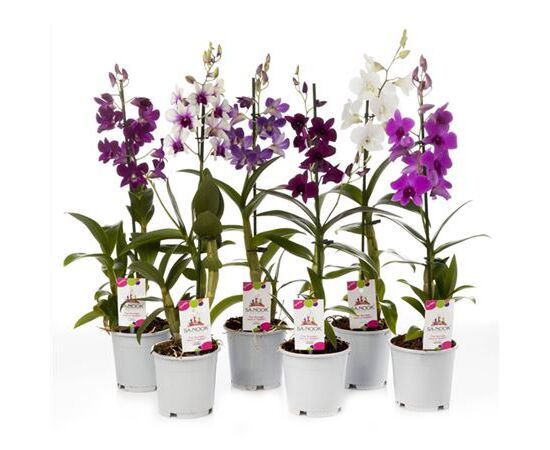 Орхидея dendrobium nob 1st Mix 8+ d12 L55, Модель: 0 | Доставка квітів Шарм24