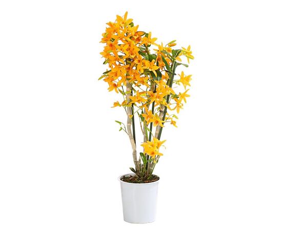 Орхидея dendrobium nobile 3st Star Class Yellow d12 L45, Модель: 0 | Доставка квітів Шарм24