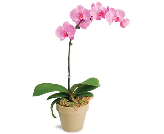 Орхидея phalaenopsis 1st Pink 6+ d12 L55, Модель: 0 | Доставка цветов Шарм24