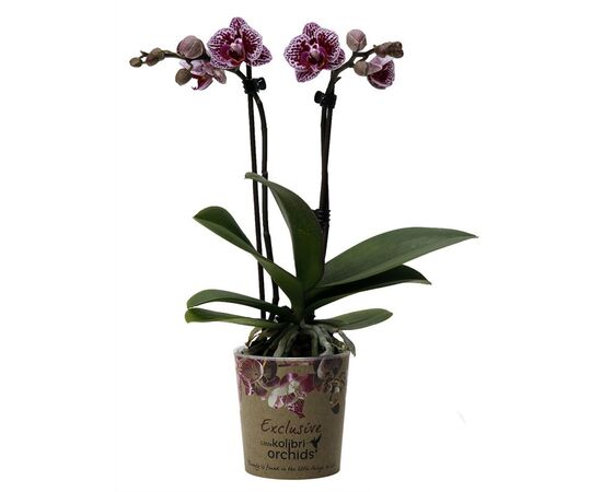 Орхидея phalaenopsis 2st Jaguar 18+ d12 L70, Модель: 0 | Доставка цветов Шарм24
