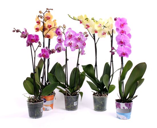 Орхидея phalaenopsis 2st Mix 14+ d12 L55*, Модель: 0 | Доставка цветов Шарм24