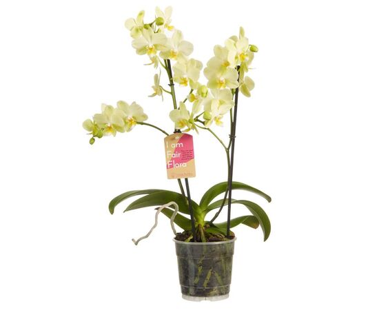 Орхидея phalaenopsis 2st Mix 16+ d12 L60, Модель: 0 | Доставка квітів Шарм24