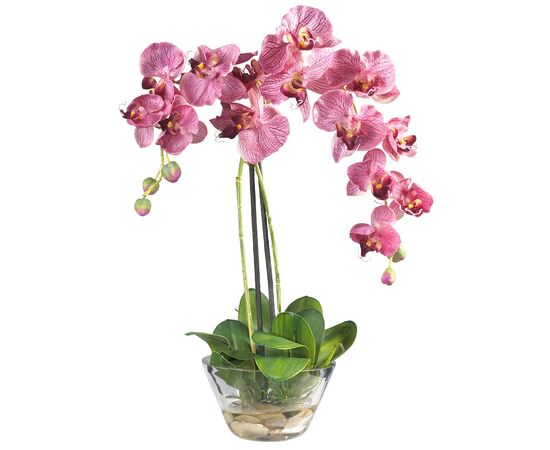 Орхидея phalaenopsis 4st Calypso 24+ d12 L60 (hogbos), Модель: 0 | Доставка цветов Шарм24