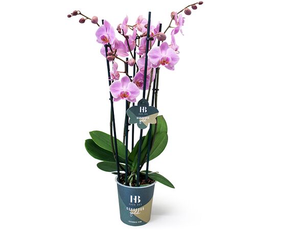Орхидея phalaenopsis 5st Purple Pacific 26+ d12 L50 (hoog-bos), Модель: 0 | Доставка цветов Шарм24