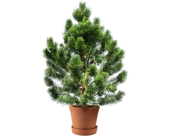 Сосна в горшку 01, Модель: 0 | Доставка цветов Шарм24 Сосна в горшку 01, Модель: 0 | Доставка цветов Шарм24