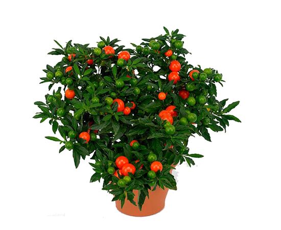 Паслен Solanum Pseudocapsicum d12 L25, Модель: 0 | Доставка цветов Шарм24