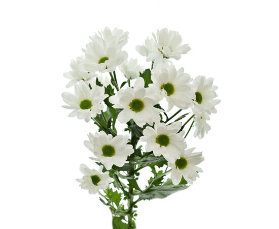 Хризантема Tr Chic White L70, Модель: 0 | Доставка квітів Шарм24