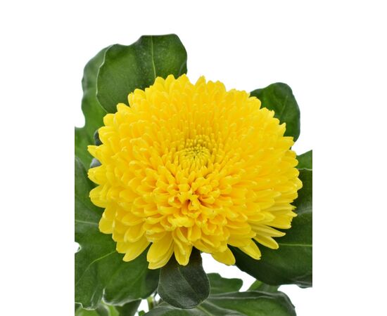 Хризантема Tr Limoncello L70***, Модель: 0 | Доставка цветов Шарм24