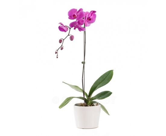 Орхідея phalaenopsis 1st А2 Purple Special, Модель: 0 | Доставка квітів Шарм24
