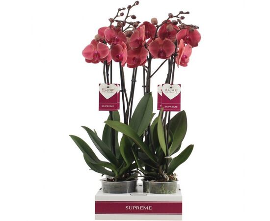 Орхидея phalaenopsis 1st Coral 9+, Модель: 0 | Доставка цветов Шарм24