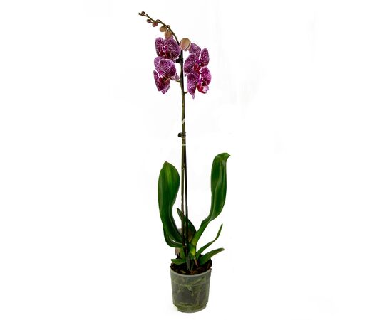Орхидея phalaenopsis 2st Wild Catd 16+ d12 L50, Модель: 0 | Доставка цветов Шарм24
