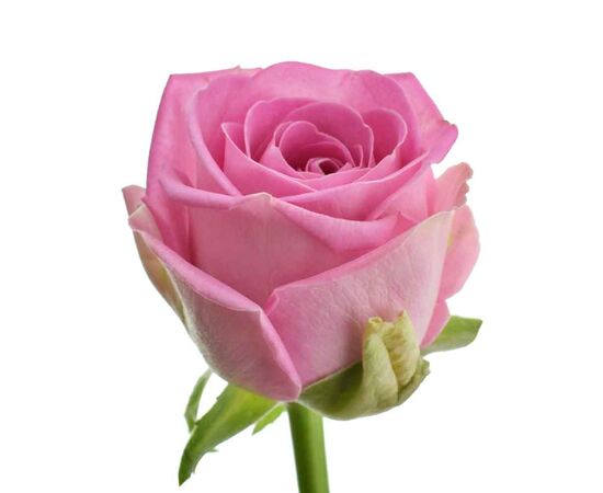 Роза Аква L8, Модель: 0 | Доставка цветов Шарм24