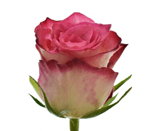 Роза Gr Double Date L60, Модель: 0 | Доставка цветов Шарм24