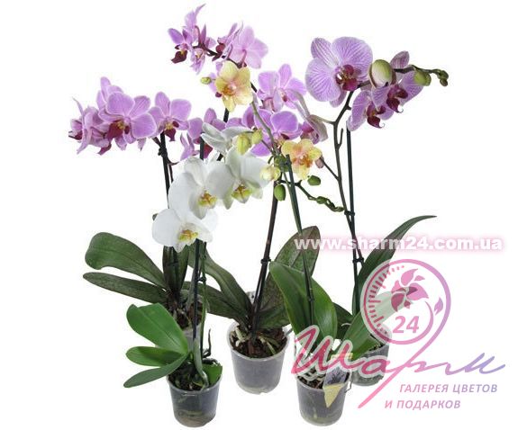 Orhideya Phalaenopsis 1st Mix 9 Cj Orchids Kupiti Z Dostavkoyu V Ukrayini Cina 185 Grn Orhideyi V Internet Magazini Sharm24